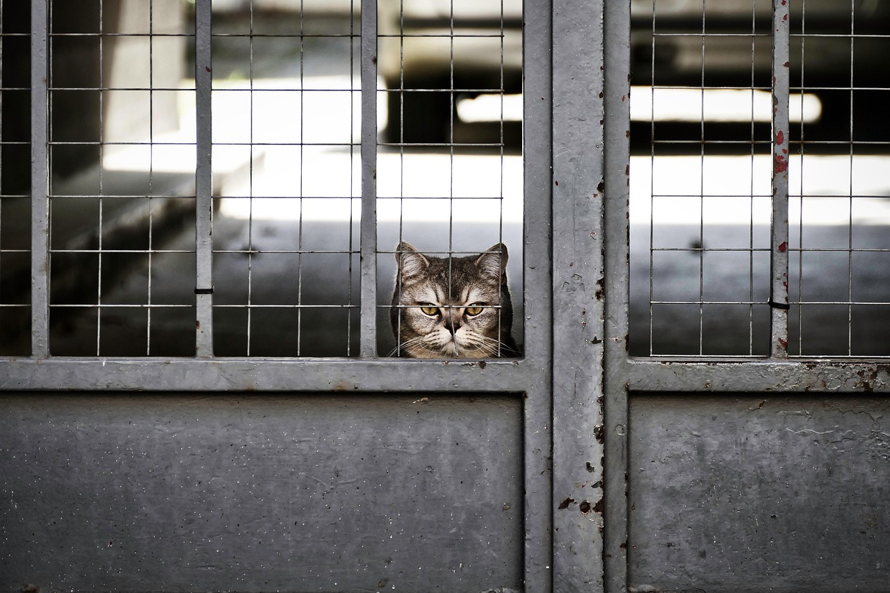 Featured image of post Elon Musk's Boring Company Faces Nearly 800 Environmental Violations in Las Vegas Tunnel Project
